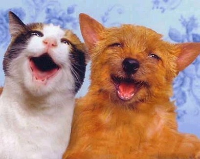 dogs and cats together. Article Series - The Dog