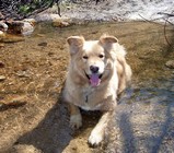 HoneyBear Kuraitis relaxes in a cool stream after joining a strenuous mountain bike ride